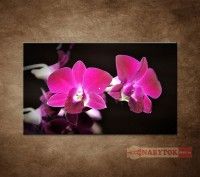 Obraz 1 dielny Ruov orchidea na iernom pozad