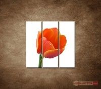 OBRAZ 3 DIELNY TULIPN - DETAIL 90X90