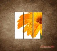 OBRAZ 3 DIELNY ORANOV GERBERA 90X90